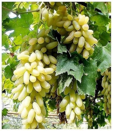 Golden Green Seedless Grape Plant