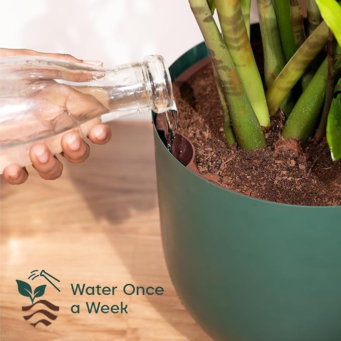 Example productExotic Indoor Plants Snake Plant, Live Indoor Houseplant with White and Green Variegated Leaves, Air Purifying, Low Maintenance, 25cm Height, Partial Shade, Well-draining Potting Mix