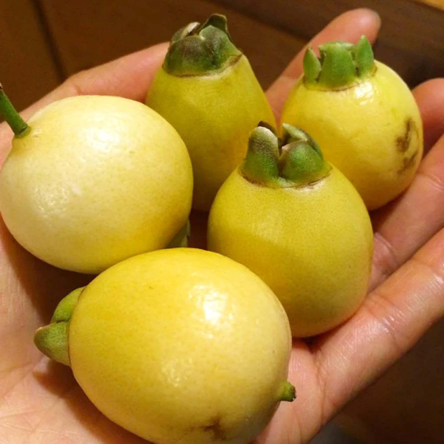 Rose Apple (Gulab Jamun) Plant