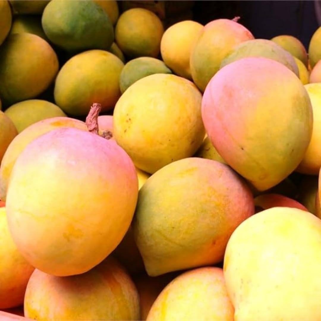 Raspuri Mango Live Plant (Grafted)