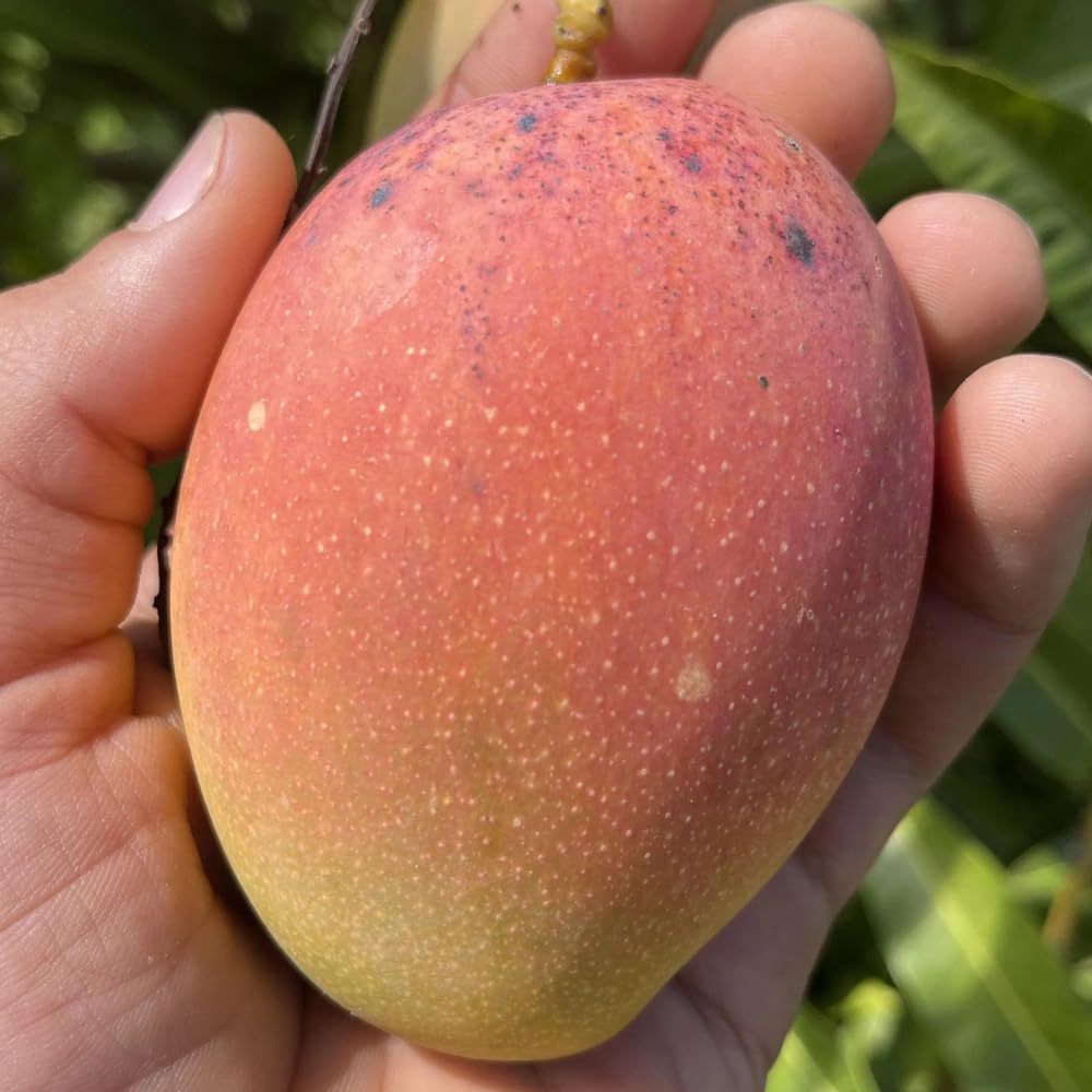 East Indian Mango Grafted Plant