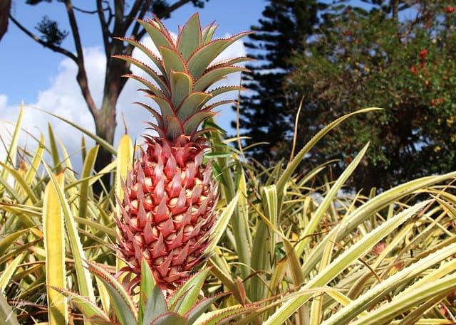 PlantExotic Sweet & Juice Thai Red Pineapple Live Plant