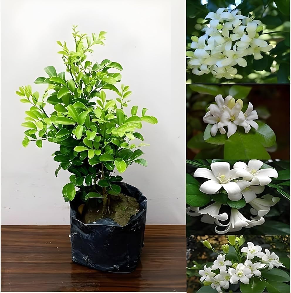 Madhu Kamini Hybrid Flower Plant