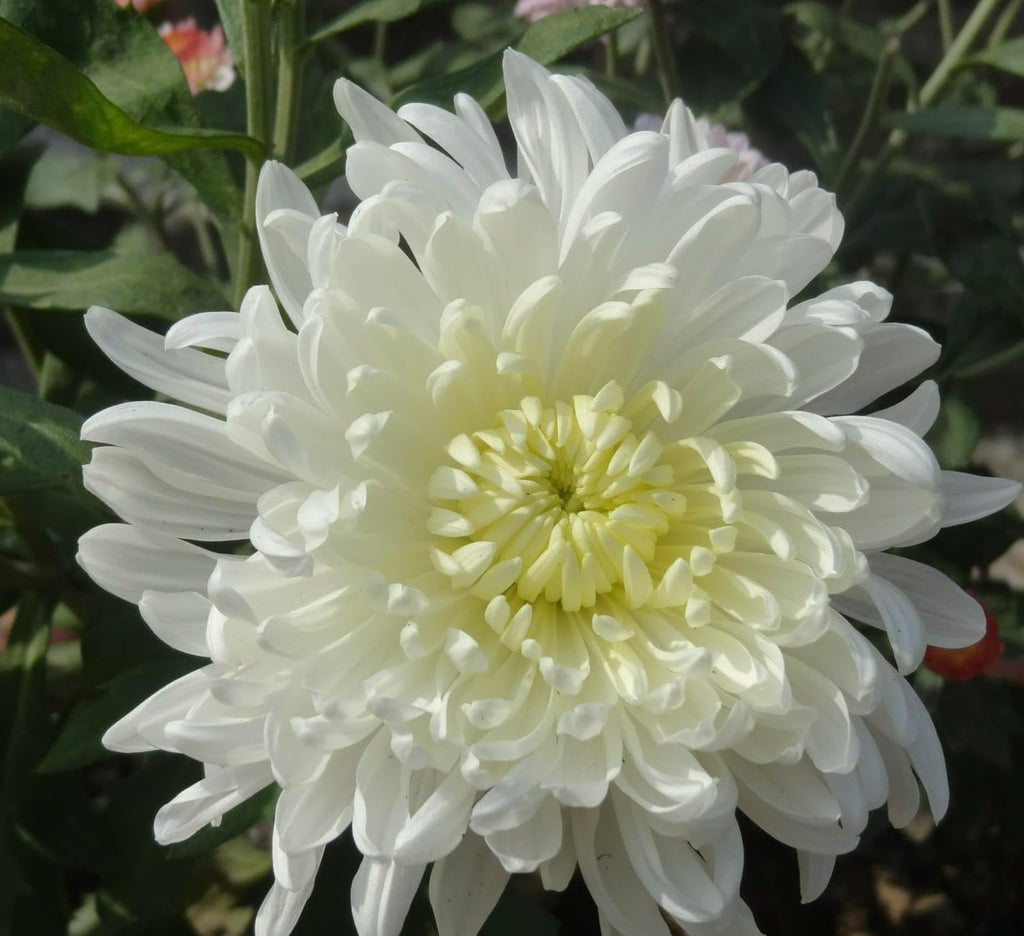 PlantExotic Snowball Chrysanthemum White Live Plant
