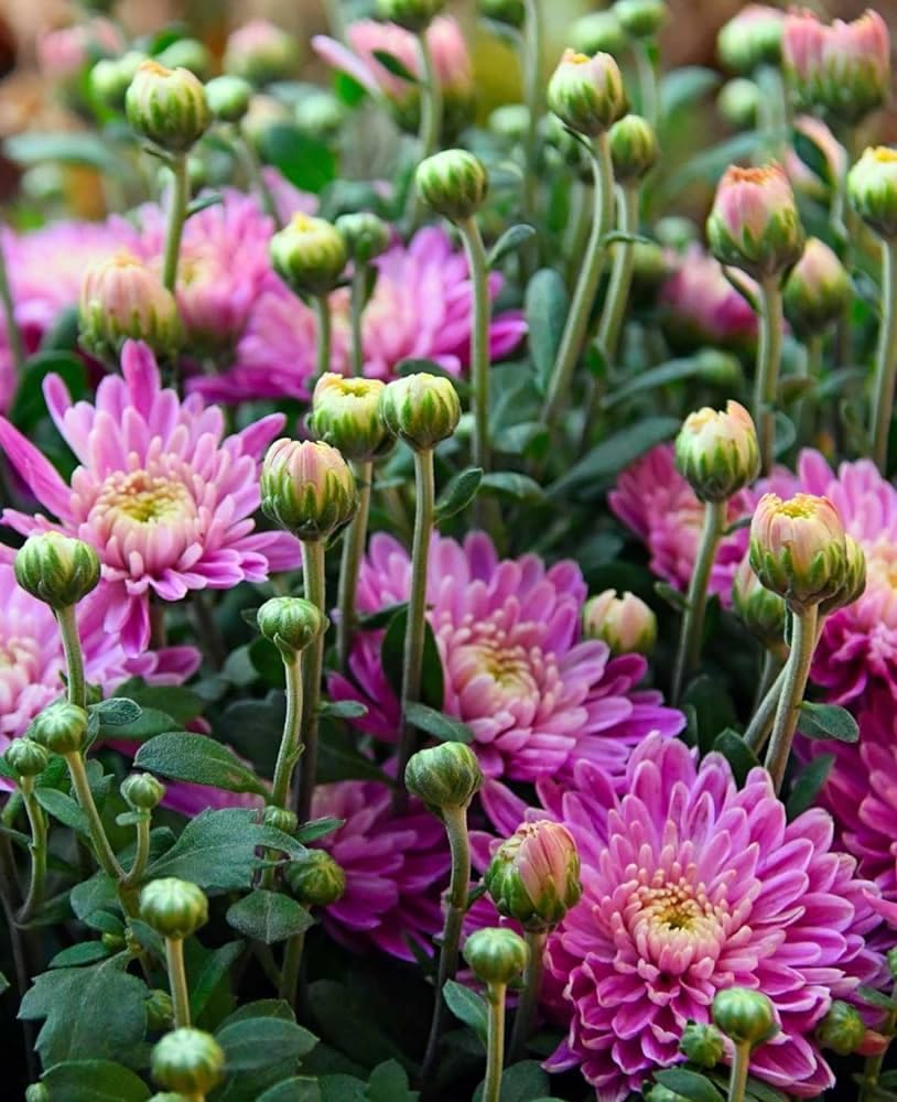 Snowball Chrysanthemum Purple (Hybrid)