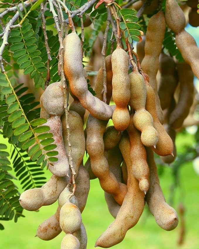 PlantExotic Sweet Tamarind (Imli) Grafted Plant