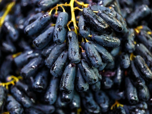 Black Grape (Beauty Seedless) Grafted Plant