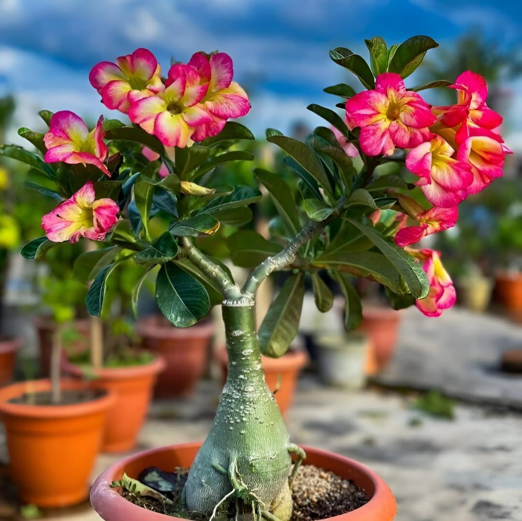 Adenium Live Plant Combo Pack of 4 | Desert Rose Grafted Flowering Plants