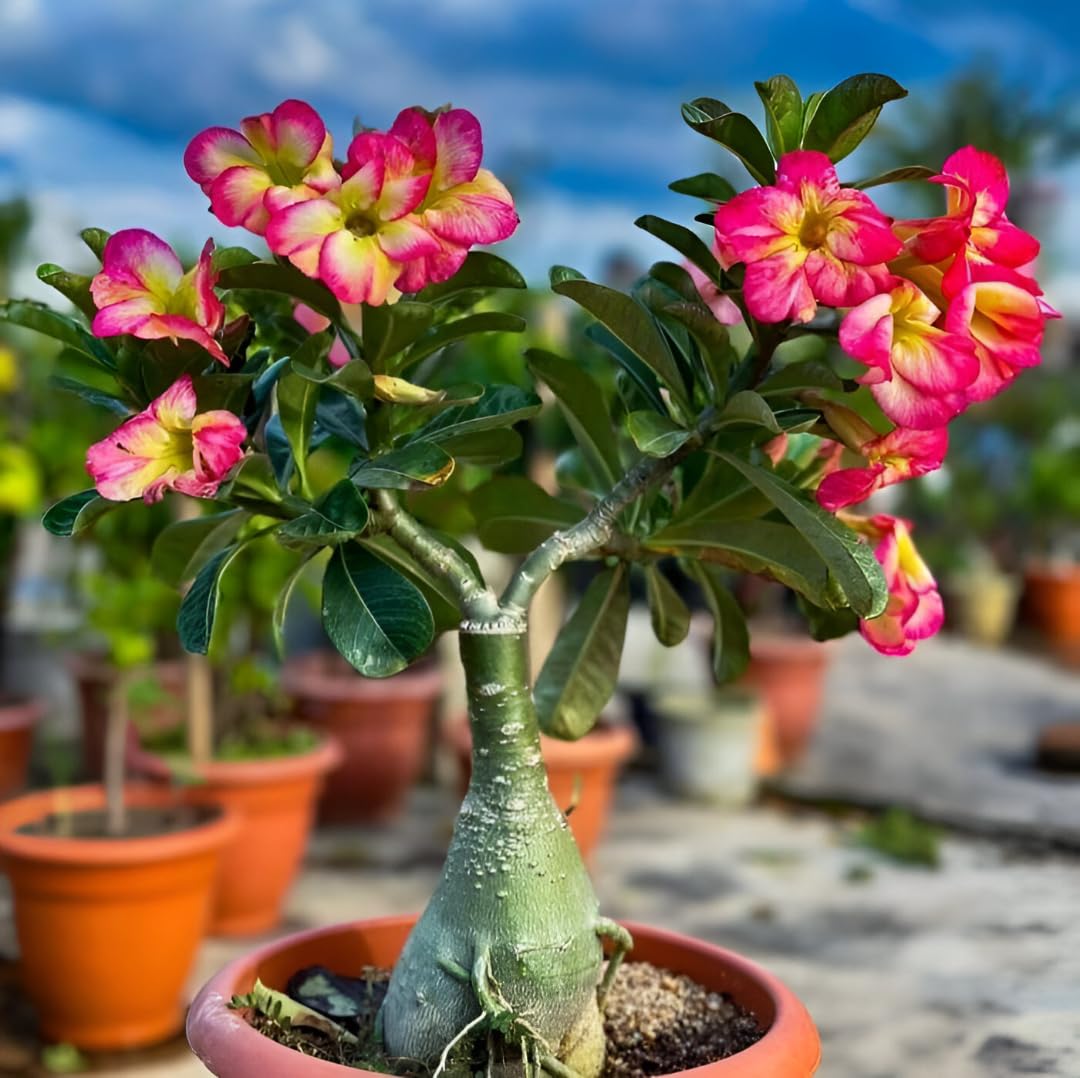 Adenium Live Plant Combo Pack of 4 | Desert Rose Grafted Flowering Plants