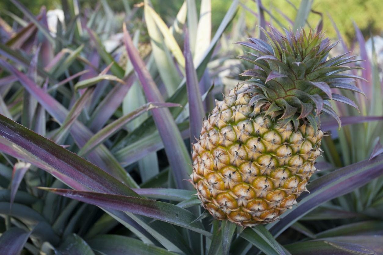Yellow Pineapple  Live Plant