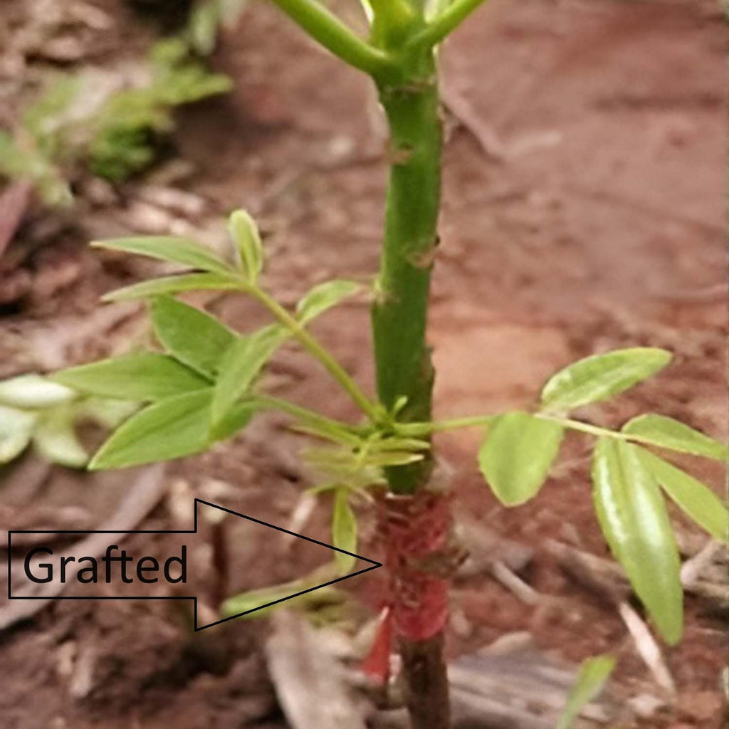 Hog Plum (Amra) Pack Of 1 Grafted