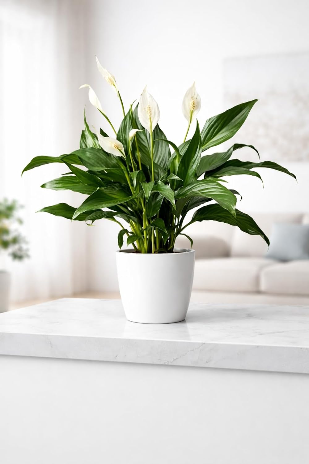 White Peace Lily (Spathiphyllum) Live Plant