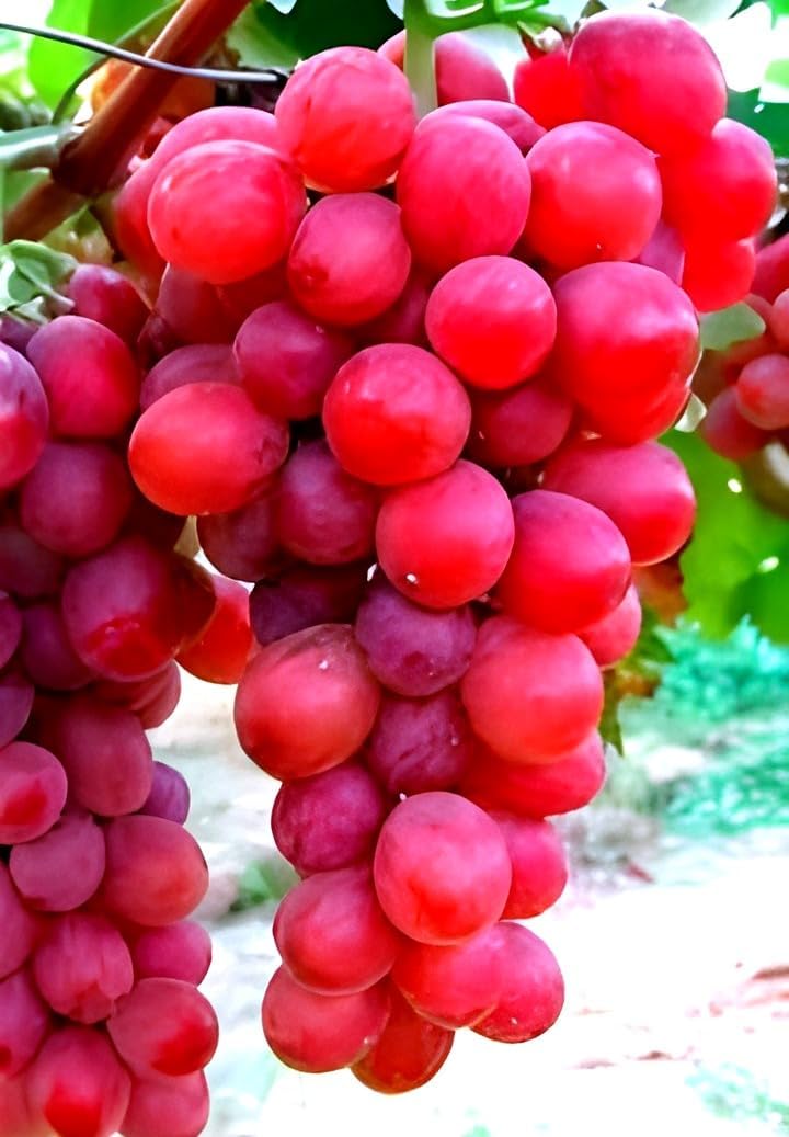 Red Round Seedless Grape Live Plant