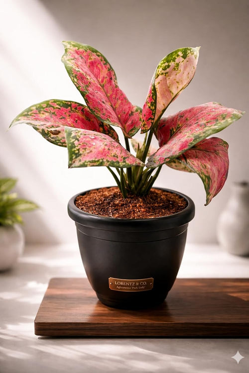 Aglaonema Dotted Pink Live Indoor Plant | Decorative Air Purifying Foliage Plant