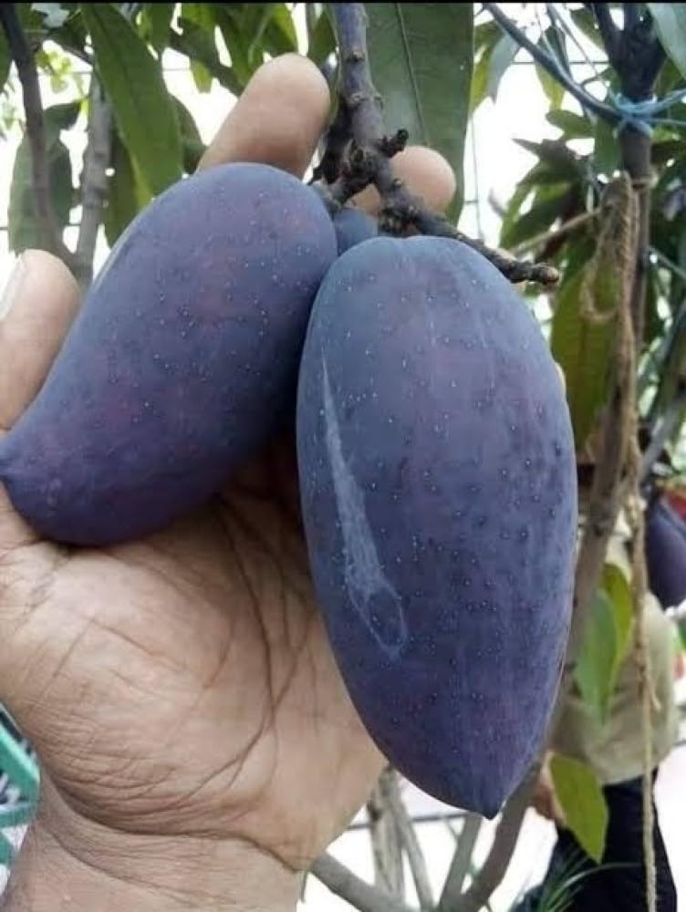 Kasturi Black Mango Grafted Plant