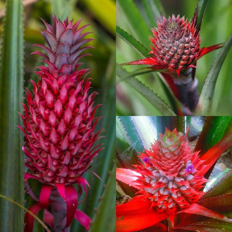PlantExotic Sweet & Juice Thai Red Pineapple Live Plant