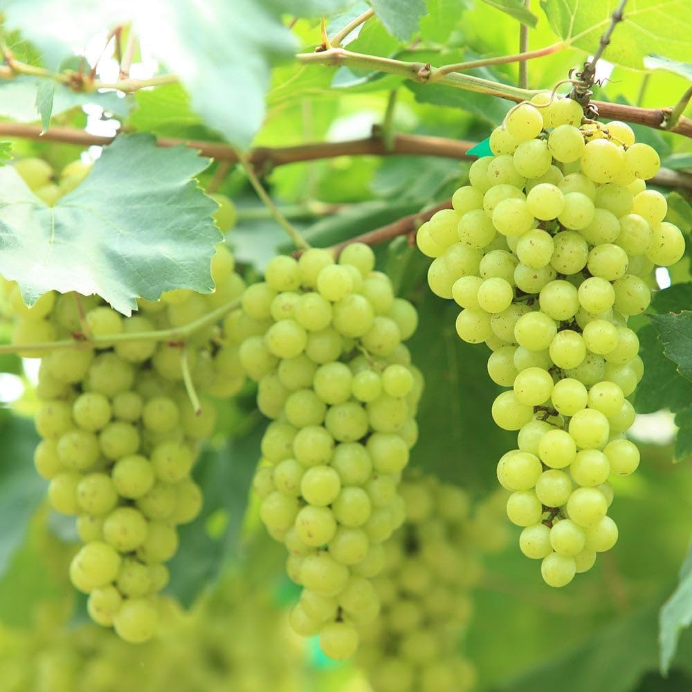 Green Grape Vine Plant