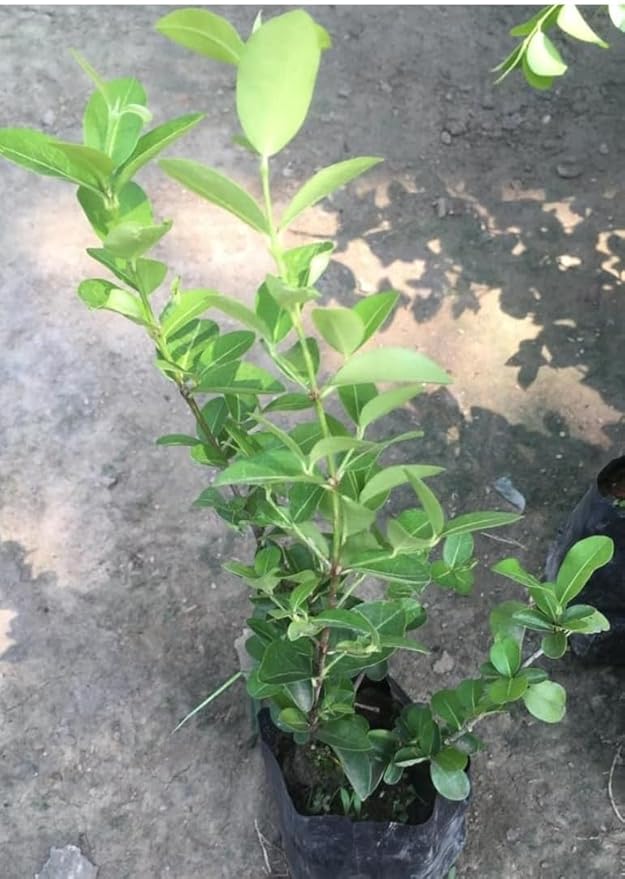 PlantExotic Black Cherry Fruit Tree Live Plant Seeding, 15-17inch Height -Prunus serotina, for Home and Garden Yards Planting
