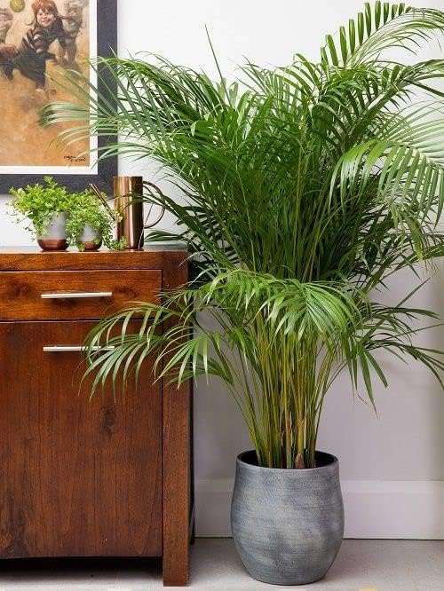 Areca Palm + Rubber Plant Combo (Pack of 2)