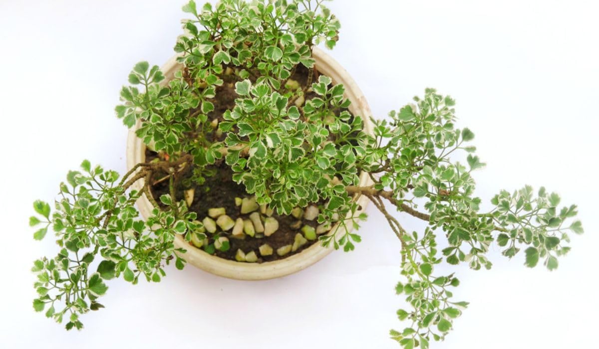 Aralia Indoor Decorative Plant