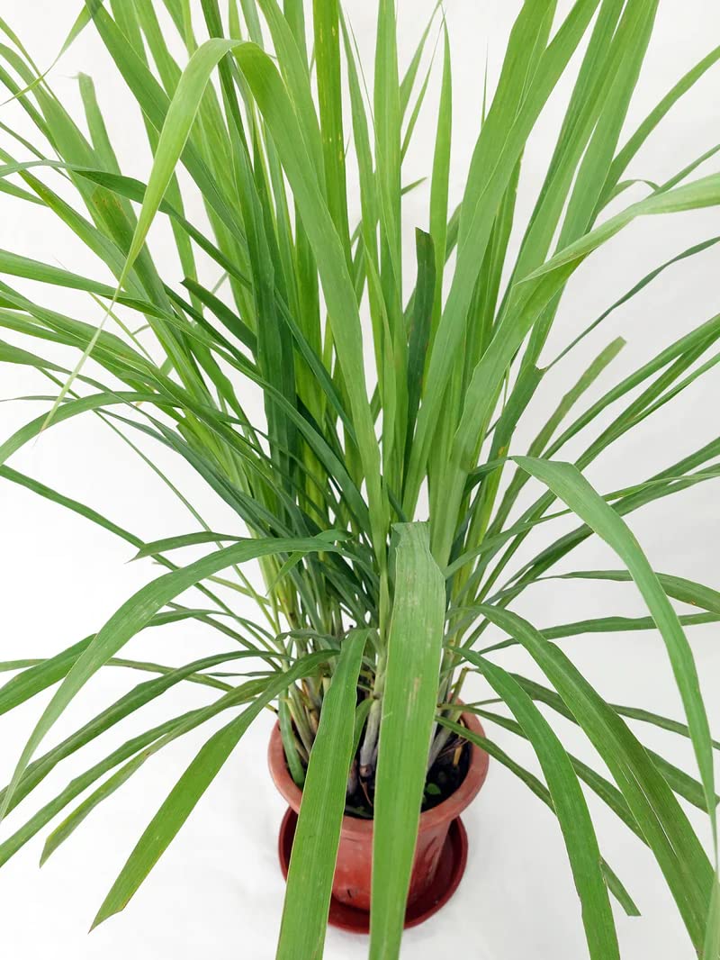 Lemongrass Fresh Medicinal Herb Plant