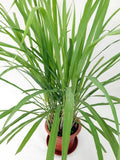 Lemongrass Fresh Medicinal Herb Plant