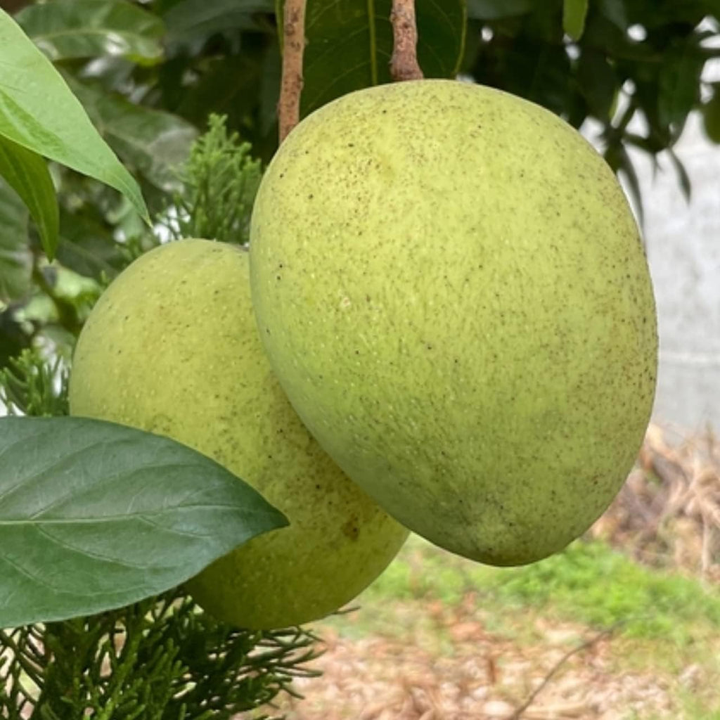 Sadabahar Mango Baramasi Grafted Live Mango Plant