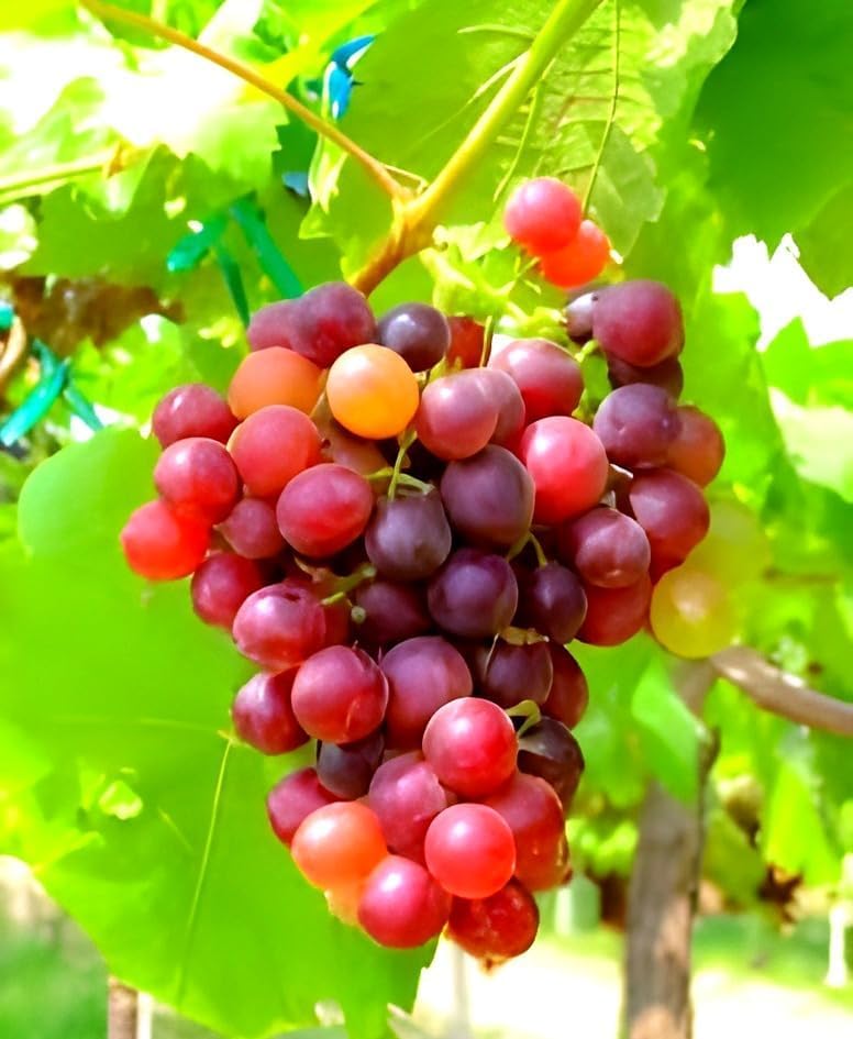Red Round Seedless Grape Live Plant