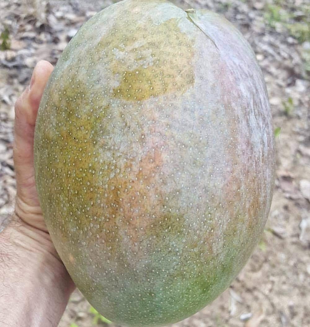 Brunei King Mango (4KG) Grafted Plant