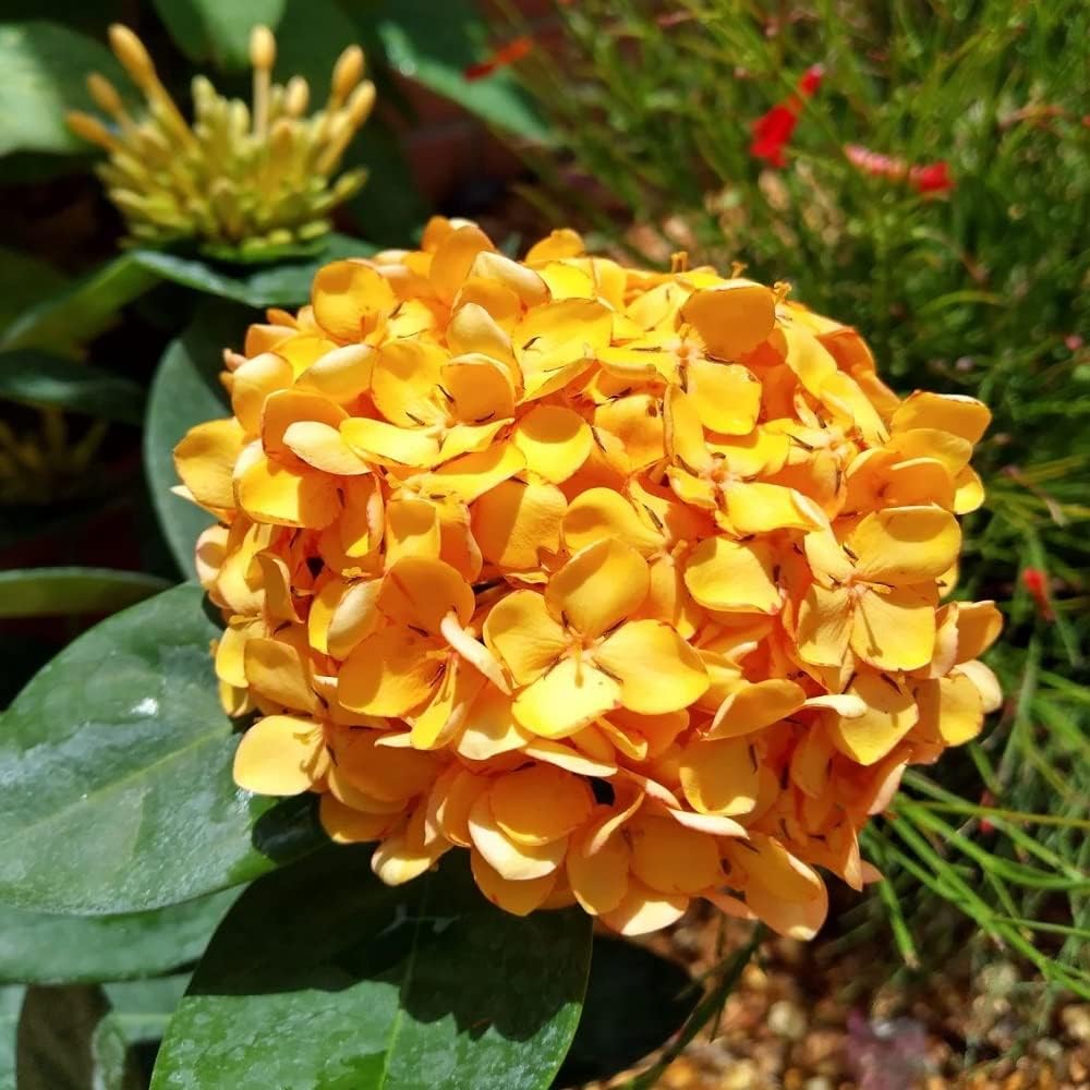 Ixora (Rongona) Flower Plant