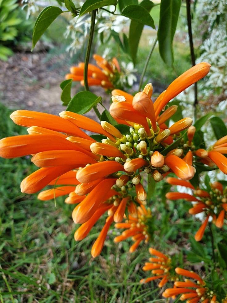 Flaming Trumpet Vine (Orange Bignonia Venusta healthy Live Plant)