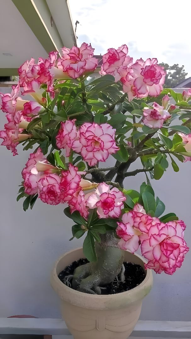 Adenium Live Plant Combo Pack of 4 | Desert Rose Grafted Flowering Plants
