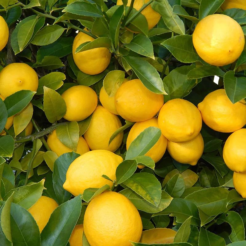 PlantExotic All Season Kagzi Nimbu Tree for Home Garden  Seedless Lemon Plant