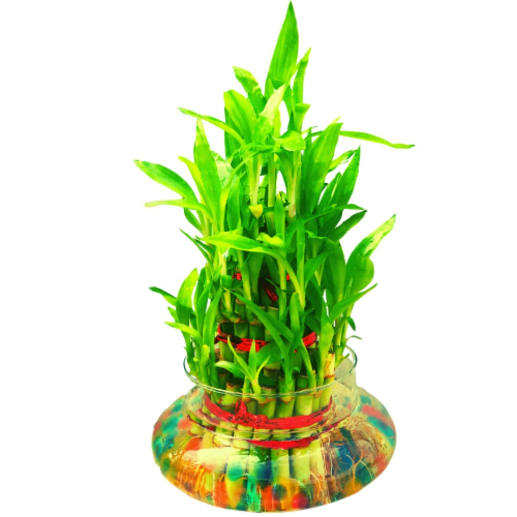 Lucky Bamboo 3 Layer Indoor Plant with Decorative Stones | Feng Shui Table Top Décor (20–25 cm)