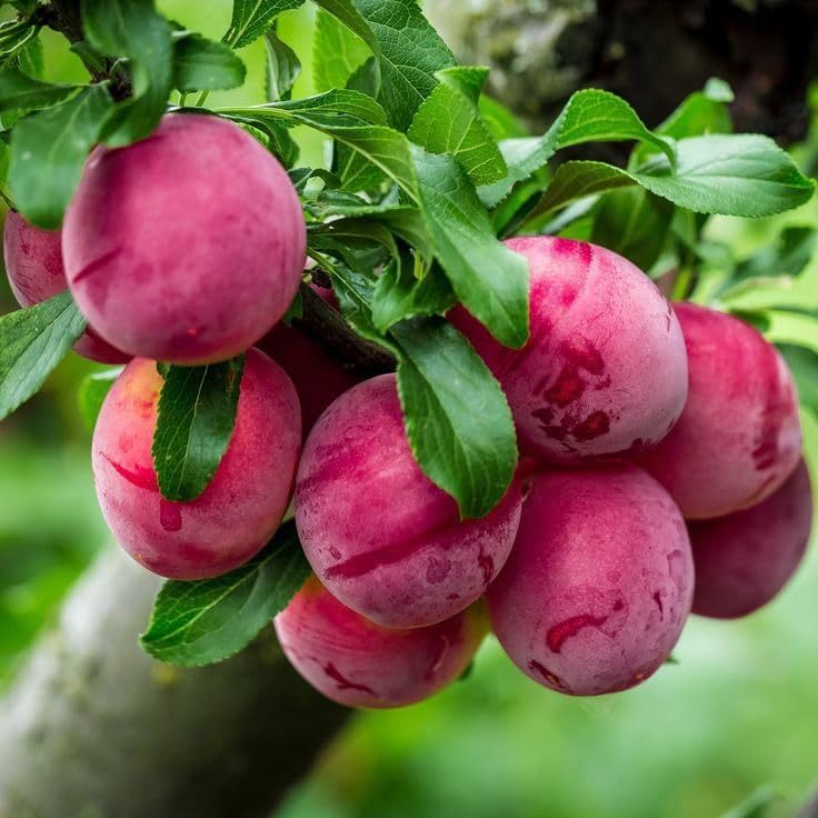 Plum (Aloo Bukhara) Live Plant