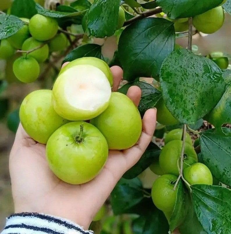 Green Baromasi Apple Ber (Dunks Kul) Grafted Plant