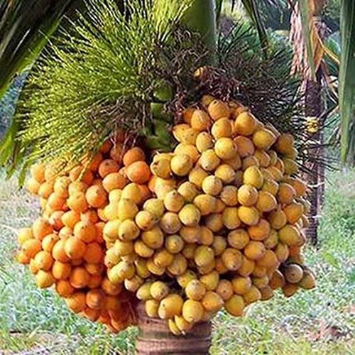 Betel Nut (Supari) Areca Palm Plant