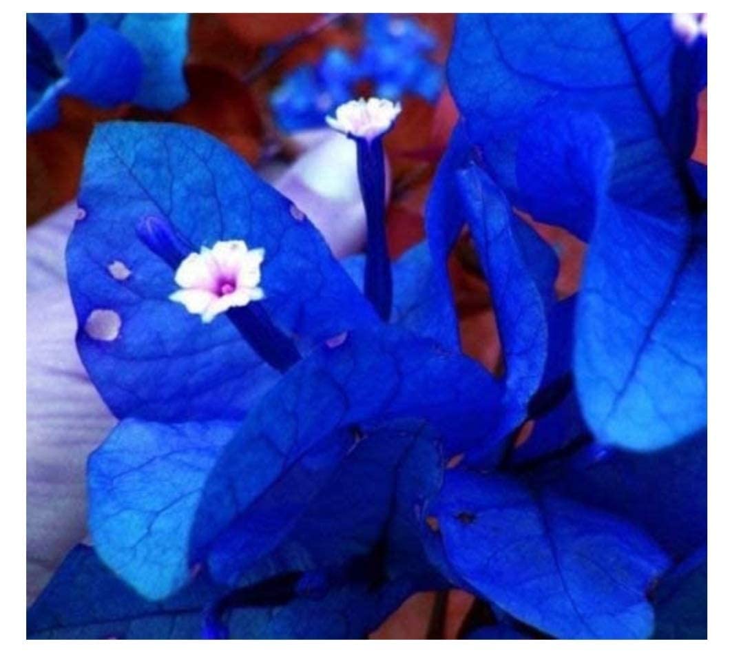 Bougainvillea Blue Flower Plant