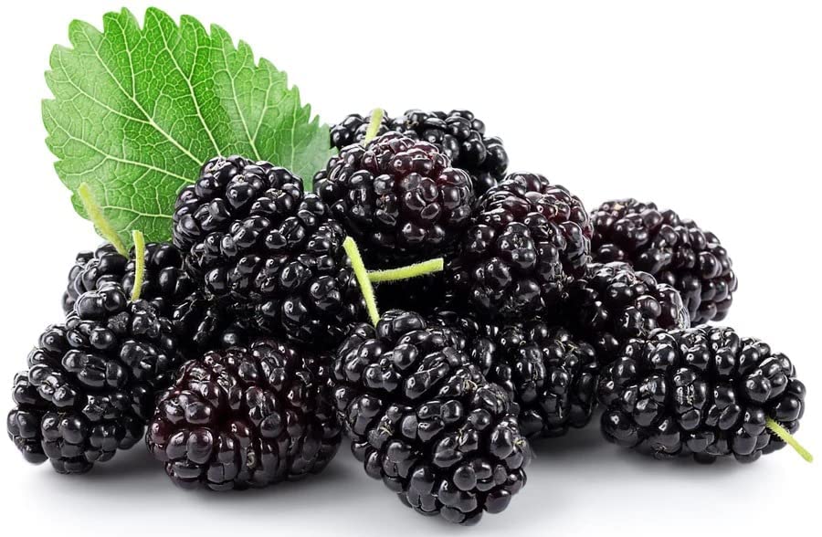 PLANT EXOTIC |Black & Red Colour Special Variety Mulberry/Shahtoot Plant Bearing Fresh&Healthy |Must-Have Sweet Layering/Grafted For Gardeners| Shatut Fruit Plant Live