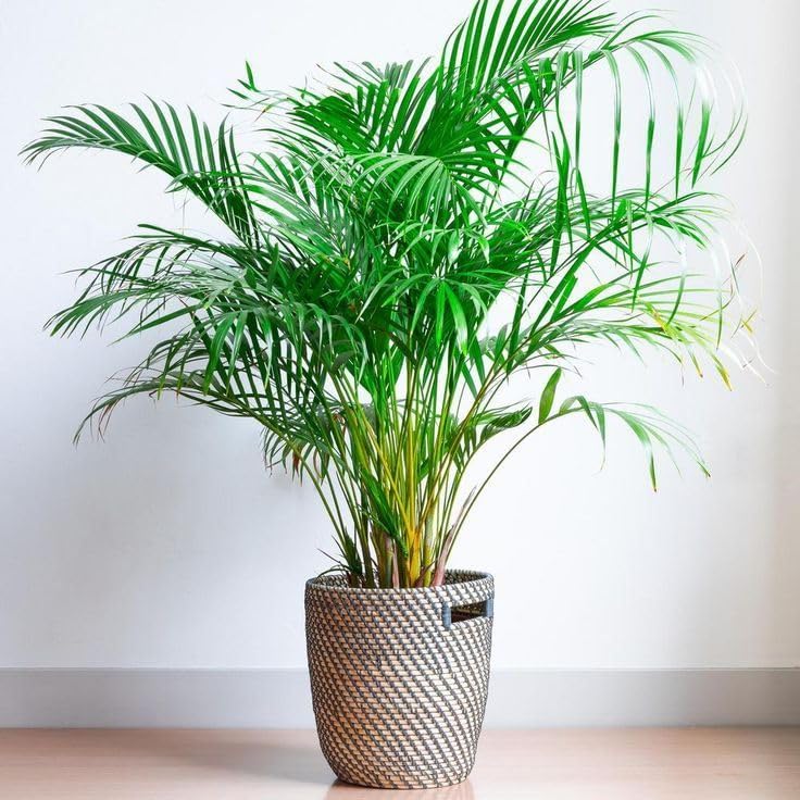 Green Areca Palm Plant