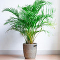 Green Areca Palm Plant