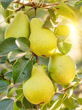 Babugosha Nashpati (Pear) Grafted Live  Plant