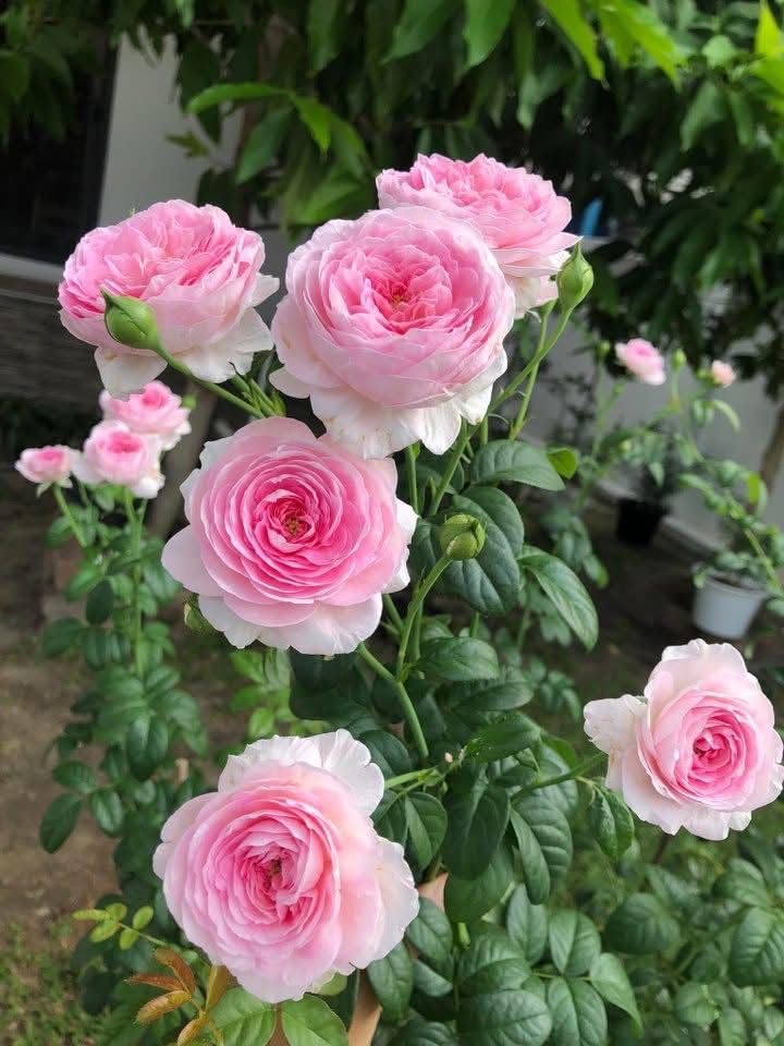 Climbing Rose Pinkish White