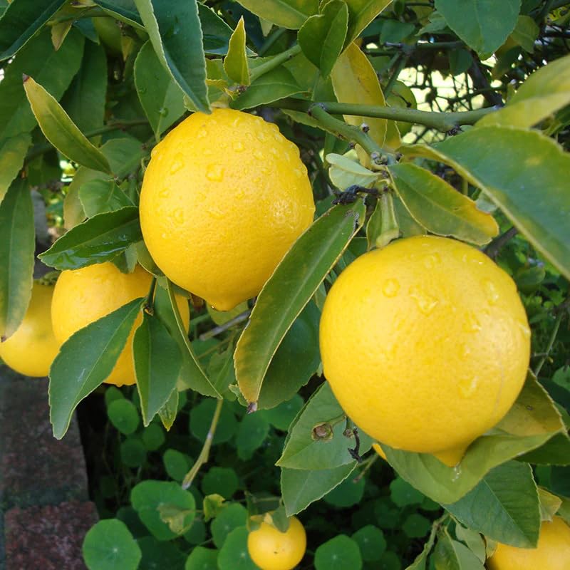 PlantExotic All Season Kagzi Nimbu Tree for Home Garden  Seedless Lemon Plant