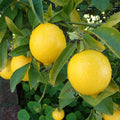 PlantExotic All Season Kagzi Nimbu Tree for Home Garden  Seedless Lemon Plant