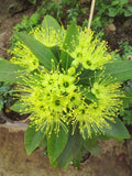 First Love Yellow (Xanthostemon) Flower Plant