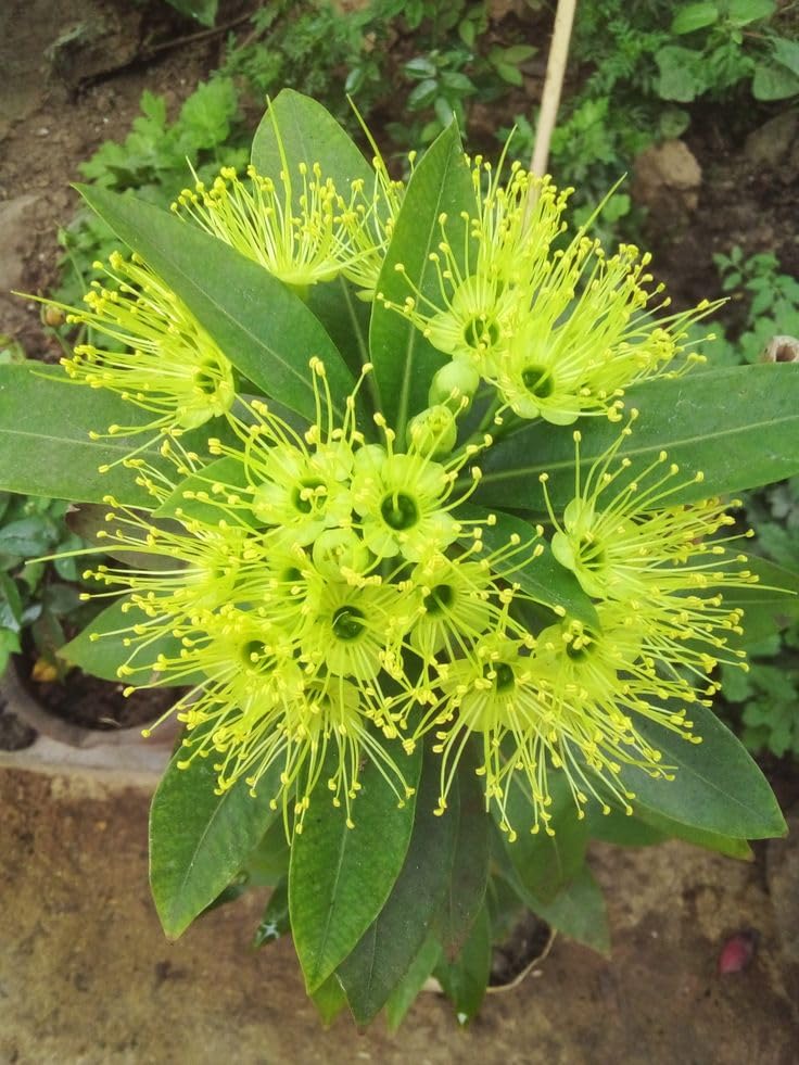First Love Yellow (Xanthostemon) Flower Plant