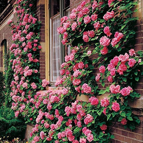 Climbing Rose Pink Live Plant