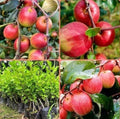 Red Kashmiri Sinduri Apple (Jujube) Grafted Plant