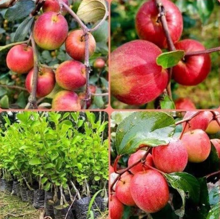 Red Kashmiri Sinduri Apple (Jujube) Grafted Plant